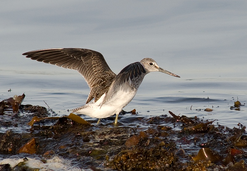 Gluttsnipe - Common greenshank (Tringa nebularia) .jpg